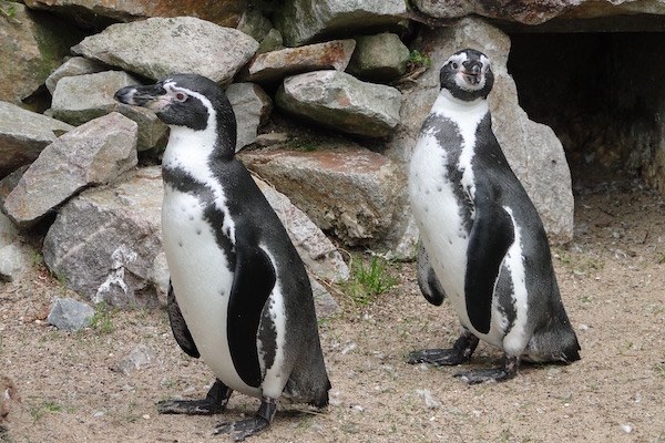Twee schattige pinguïns