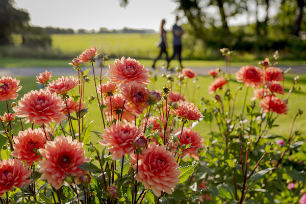 Roze Dahlia bloem