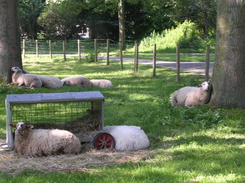 De schapen liggen lekker te luieren bij Speelboerderij het BuitenBeest