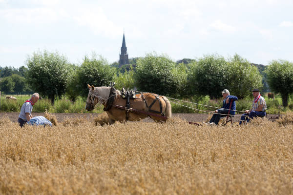 Paard en wagen bij Boerenbondsmuseum