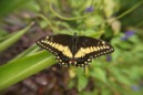 Vlinders bij Diergaarde Blijdorp Rotterdam in het nieuwe Amazonica