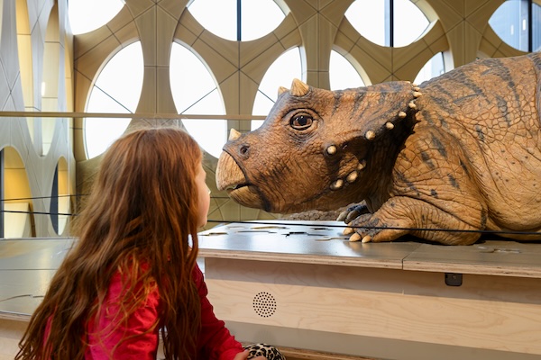 Oog in oog met een jonge Triceratops