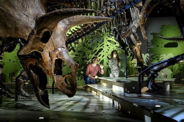 Bewonder de vijf Triceratopsen in Naturalis