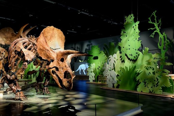 Naturalis Biodiversity Center: Een van de vijf Triceratopsen