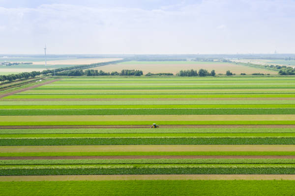 Strokenteelt