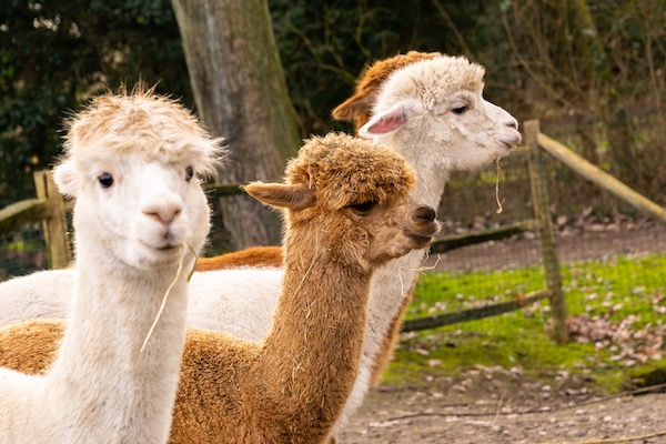 Alpacas op een rij