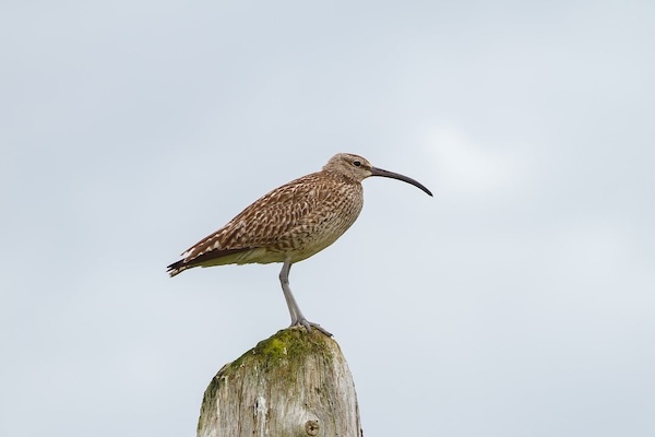 Vogelpark Ruinen in Ruinen