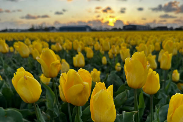 Gele bloemen in de velden