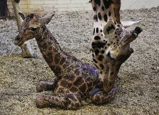 Uzuri baby giraffe geboren bij Dierenpark Emmen