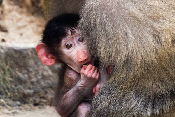 Klein schattig aapje bij Dierenpark Emmen