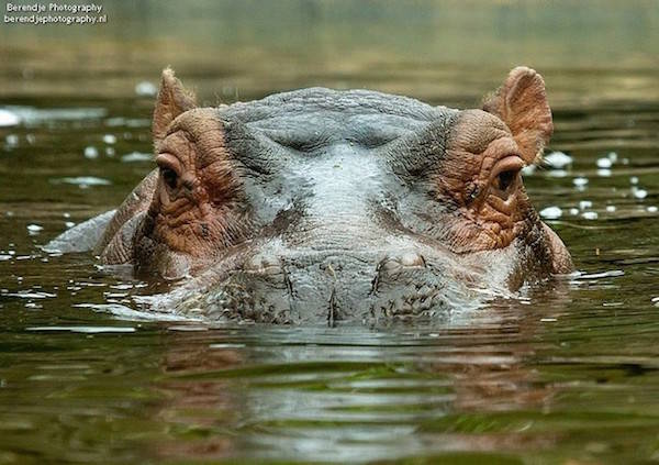 Nijlpaard in het water bij Dierenpark Emmen