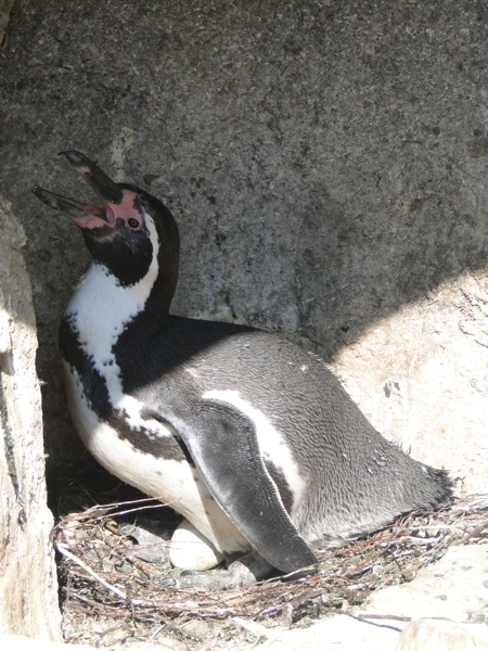 Pinguïn aan het broeden op het ei bij Dierenpark Emmen
