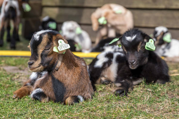 Geitjes liggen in het zonnetje