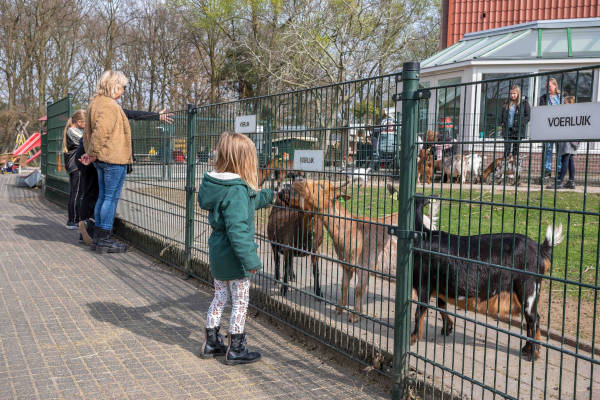 Geiten in de wei