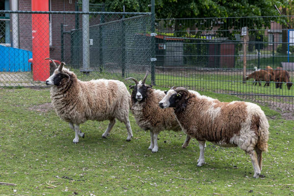 Schapen in de wei