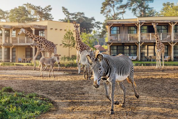 Logeren tussen de dieren