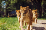 Afbeelding van Safaripark Beekse Bergen