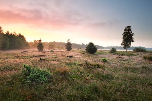 Dwingelderveld