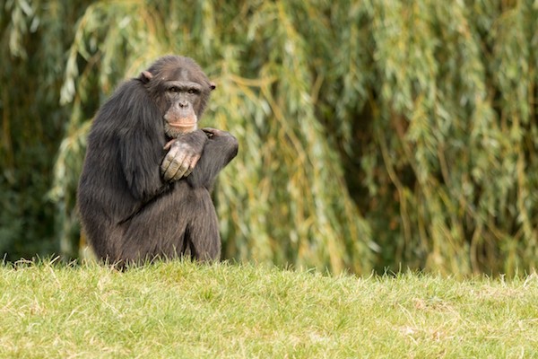 Chimpansee relaxt in de zon bij Dierenrijk