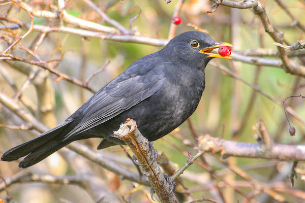 Merel bij Kinderexcursie vogels kijken