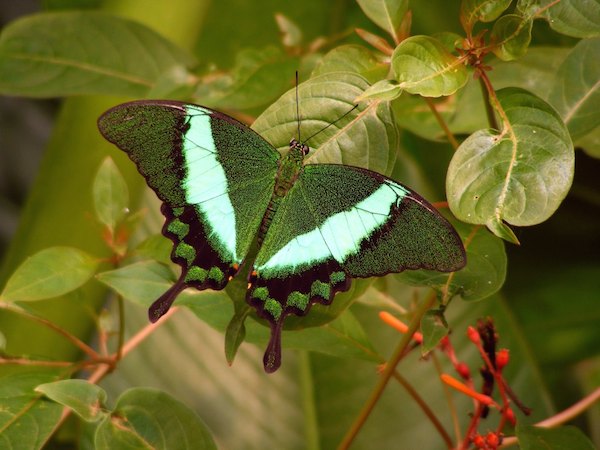 Mooie groene vlinder bij Vlinderparadijs Papiliorama