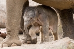 Afbeelding van DierenPark Amersfoort