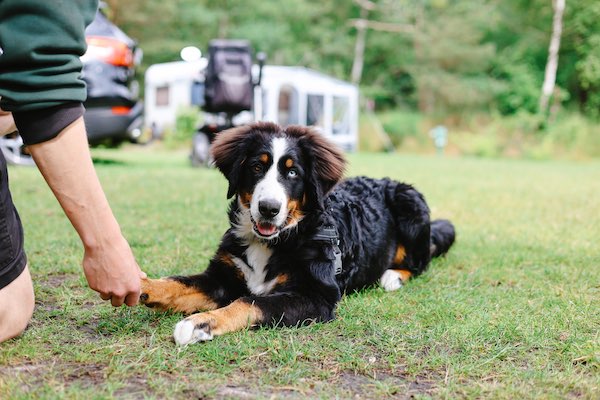 Ook jouw trouwe viervoeter mag mee op de camping