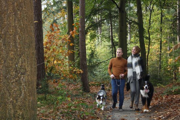 Camping de Norgerberg: Wandelen in het bos