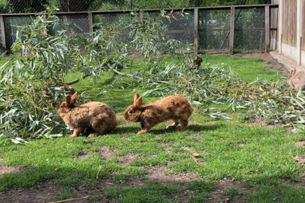 Kinderboerderij Cantecleer: Konijnen