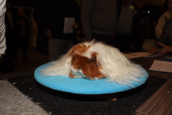 Cavia