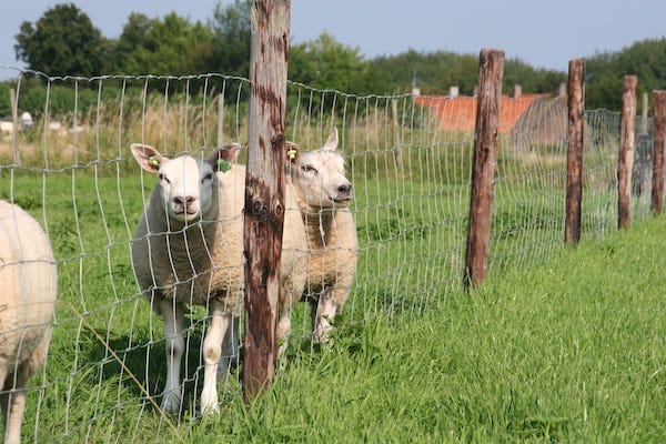 Schapen in de wei