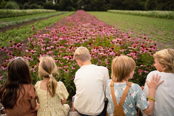 Maak een mooie wandeling tussen alle geoogste planten bij A Vogel Tuinen