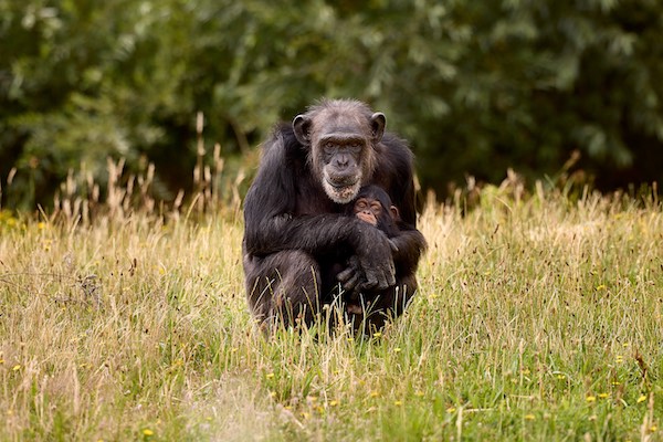 Neem een kijkje bij de chimpansees