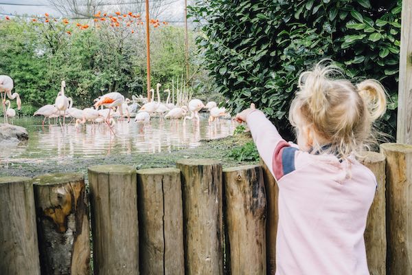 Eindhoven Zoo: Flamingo