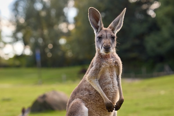 Sta oog in oog met een echte kangeroo