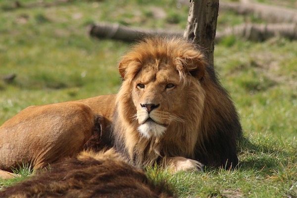 ZooParc Overloon: Leeuw