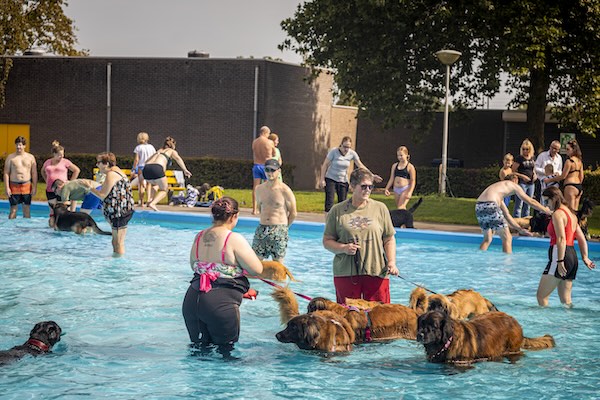 Zwemmen met honden