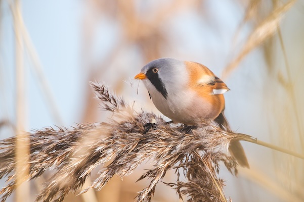 Baardmannetje