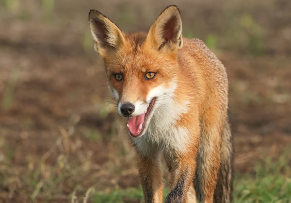 Vogelexcursie Oostvaardersplassen: Vos