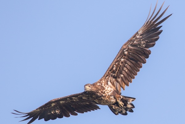 Vogelexcursie Oostvaardersplassen in Lelystad