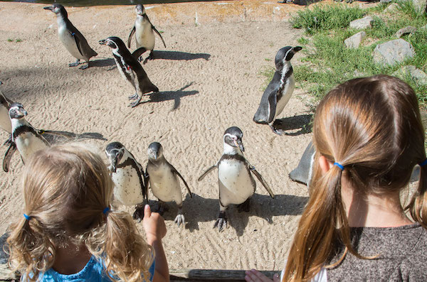 AquaZoo Friesland kom heel dichtbij de pinguins