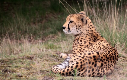 Zoo Parc Overloon Cheetah ligt rustig